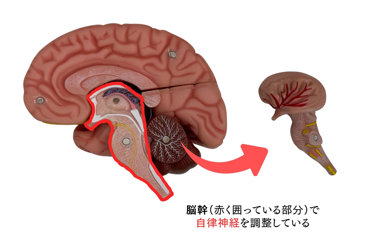 脳のイラスト | 脳活整体ルーム APLO(アプロ)