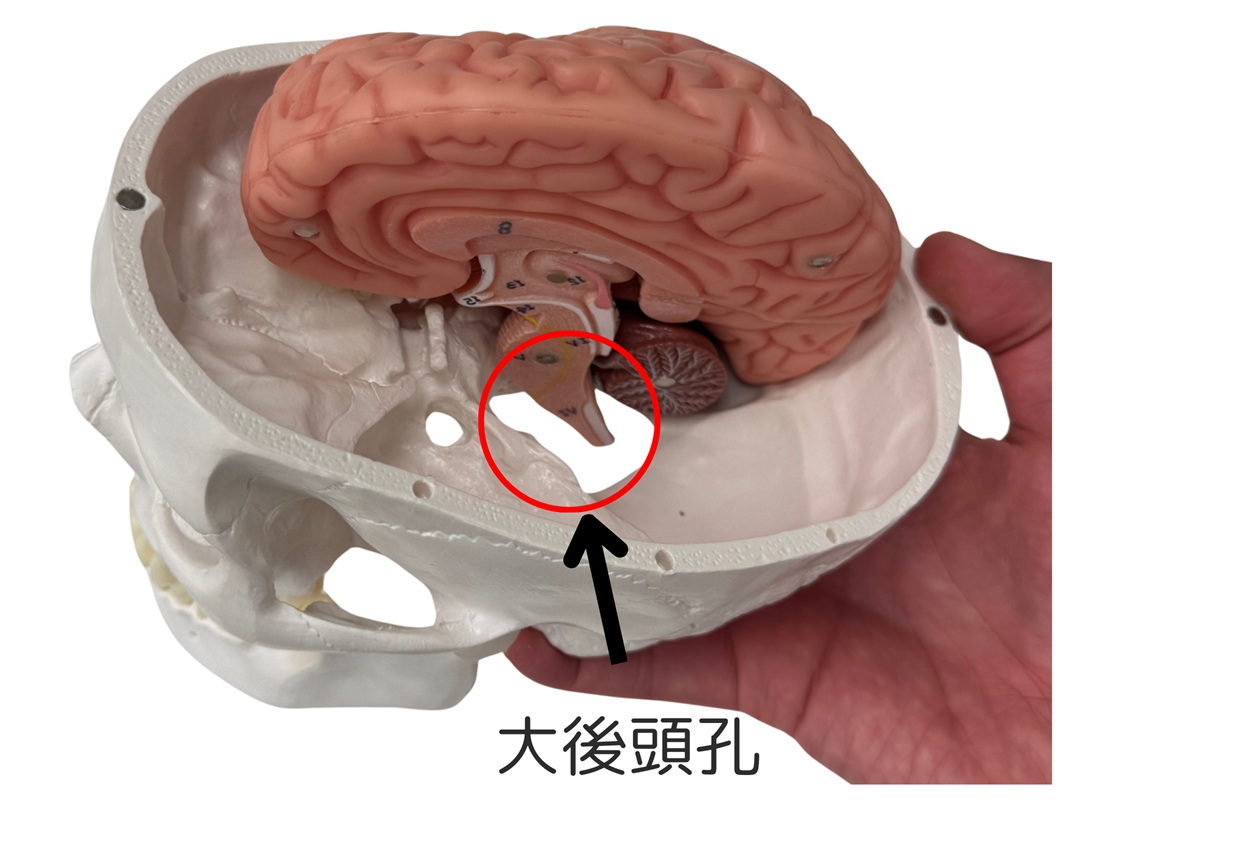 脳の模型・大後頭孔 | 脳活整体ルーム APLO(アプロ)